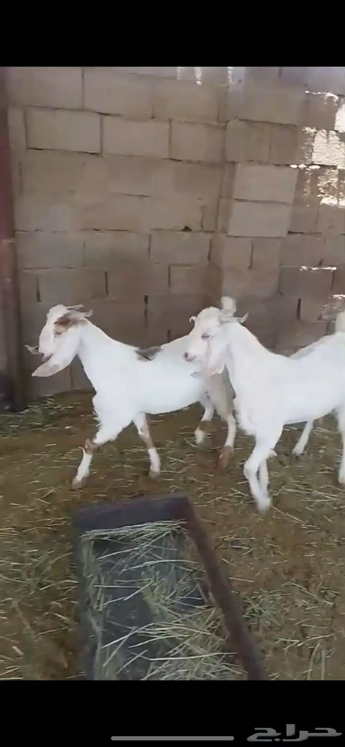 تيوس مشاريع فحول طيبه 3