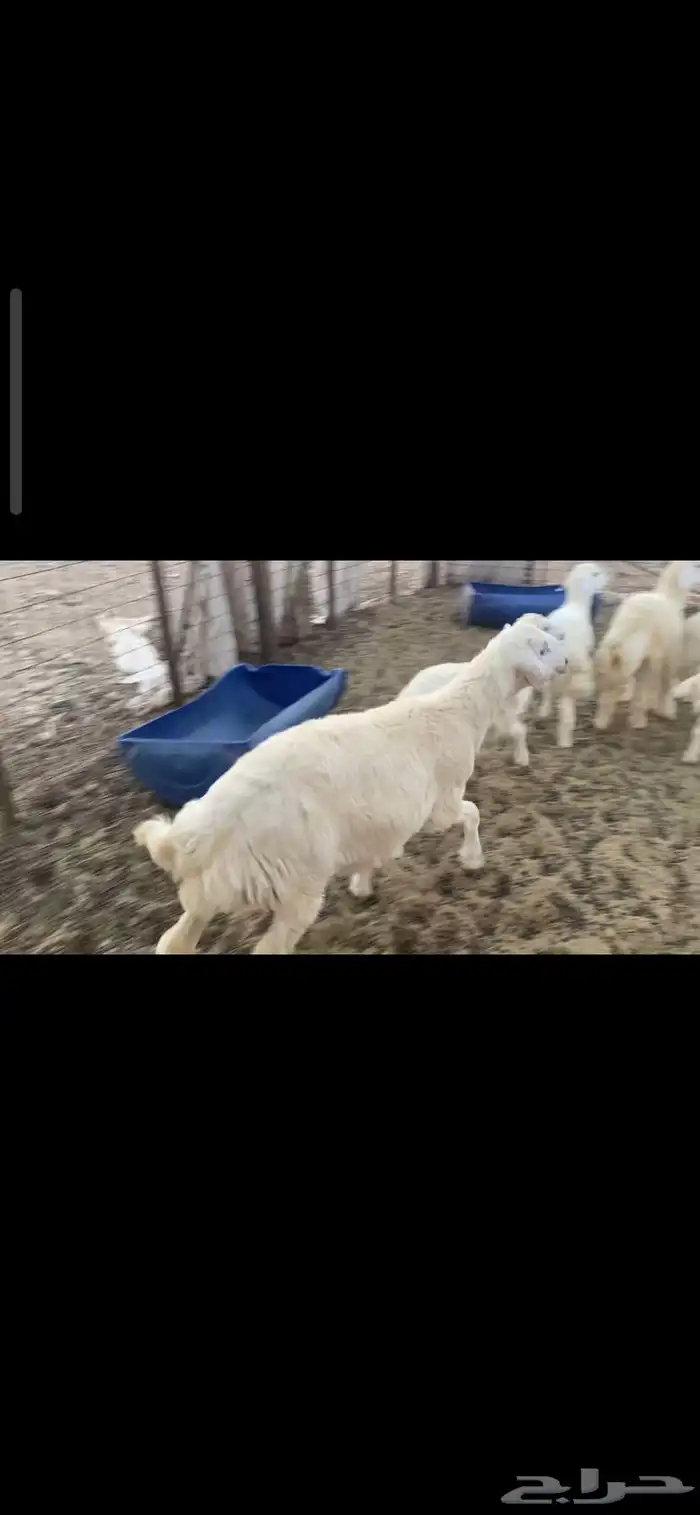 ذبايح للبيع طليان 6