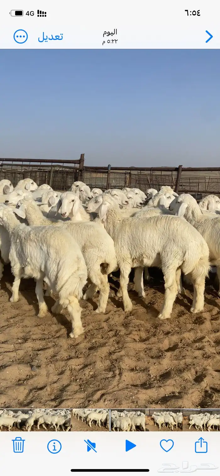 رخال حريات مقاني مراح طيبه 3