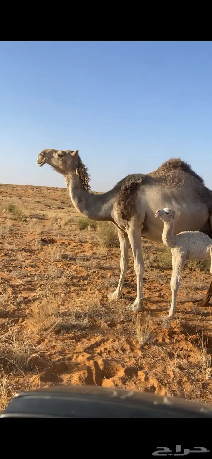 خلفه توها مصغر وتحتها قعود وسليمه وهديه للحلب 0