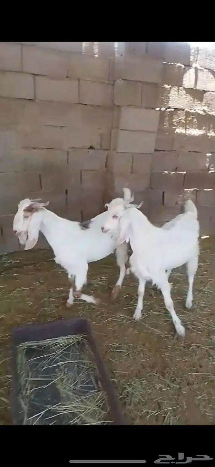 تيوس مشاريع فحول طيبه 0
