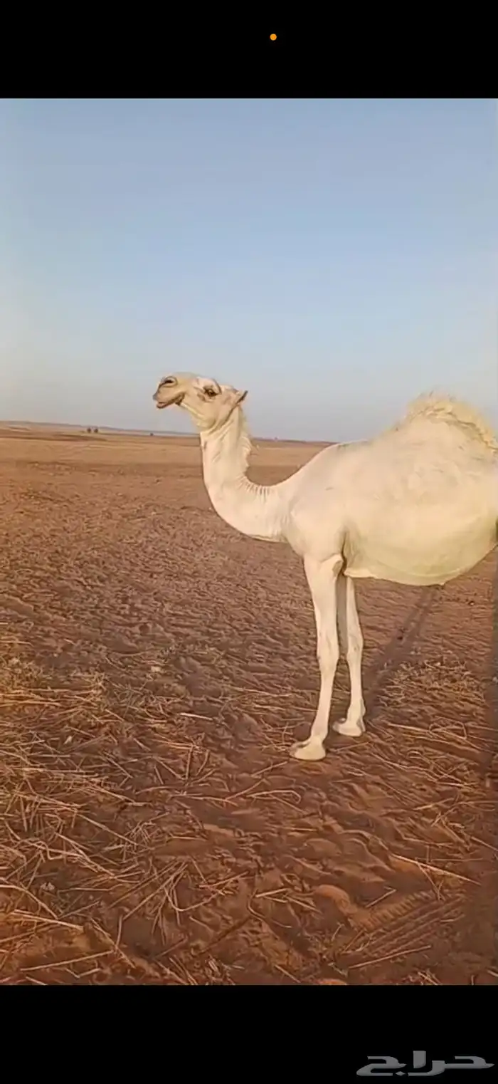 بكرة باتلية طيبة 2