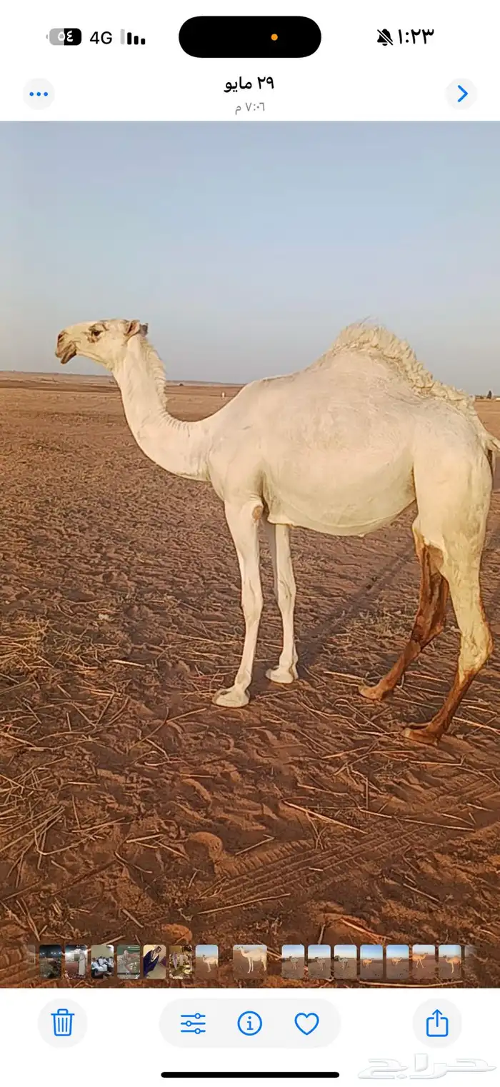 بكرة باتلية طيبة 0