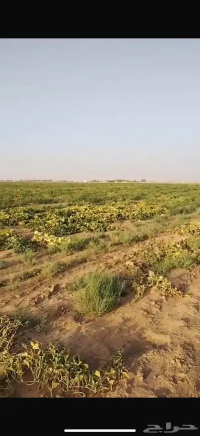 رشاش للرعي خضره 0