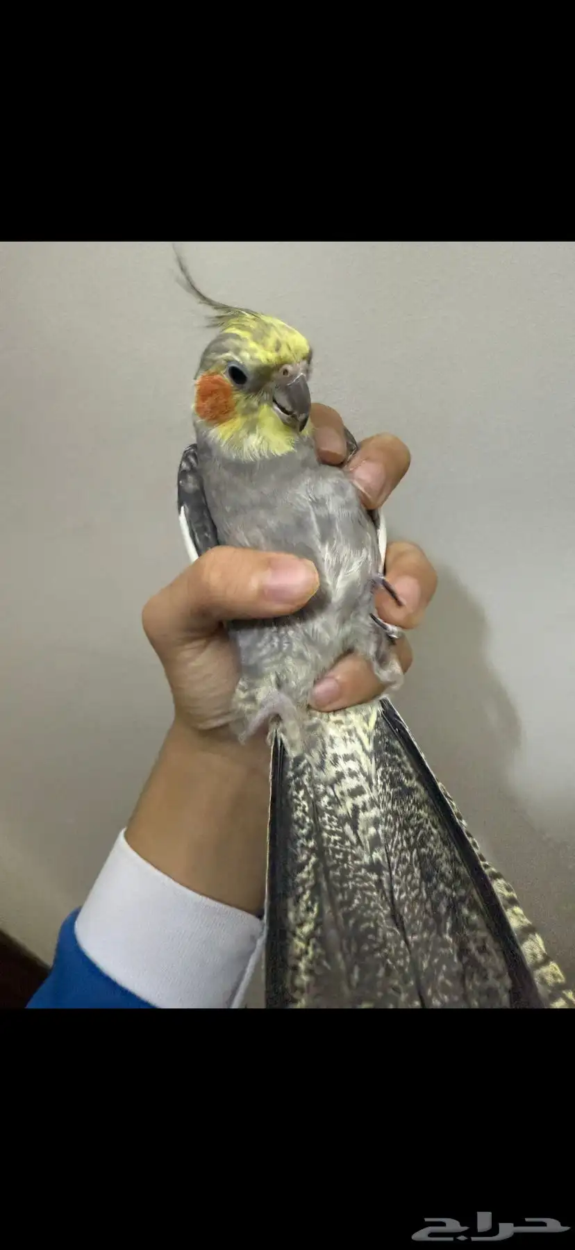 طيور 2