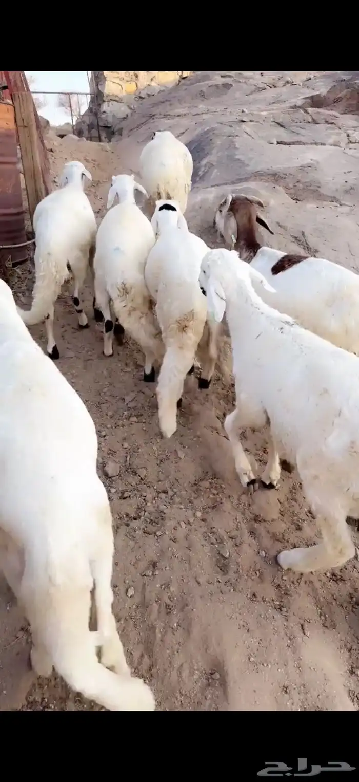 طليان سواكن تجمل 0