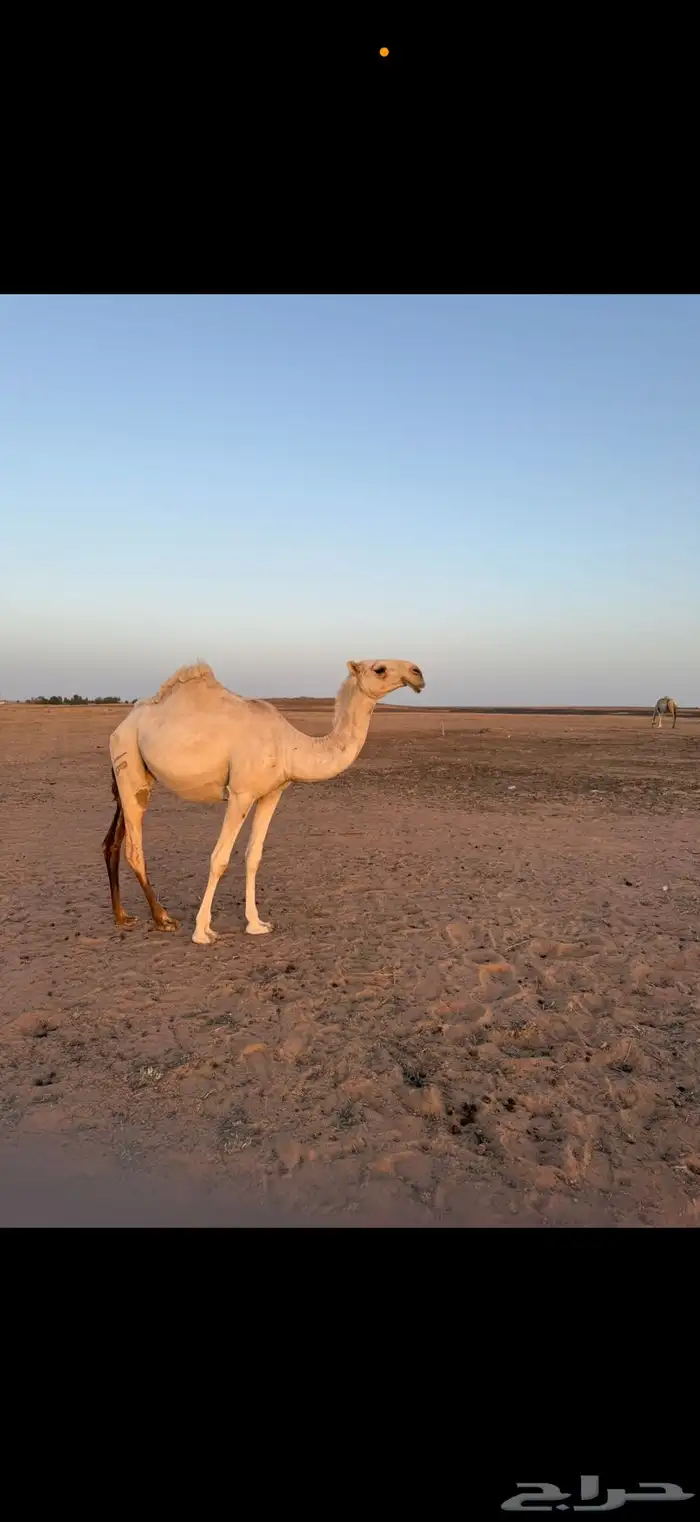 بكرة باتلية طيبة 1