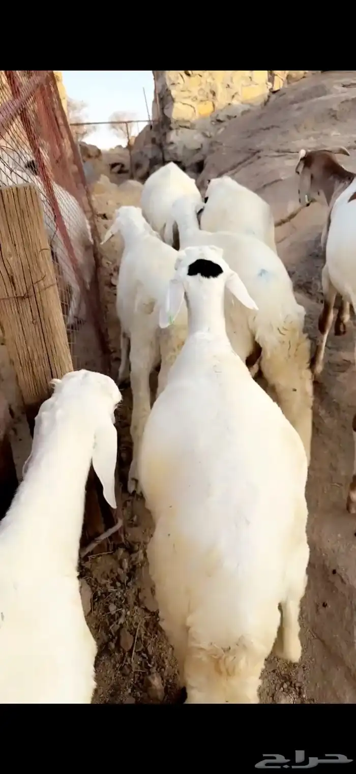 طليان سواكن تجمل 1