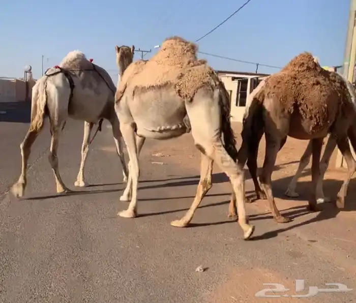 عشاير مبيوعه عياله بيع ب 4500 تم البيع 8