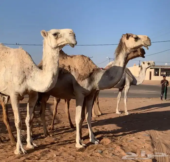 عشاير مبيوعه عياله بيع ب 4500 تم البيع 19