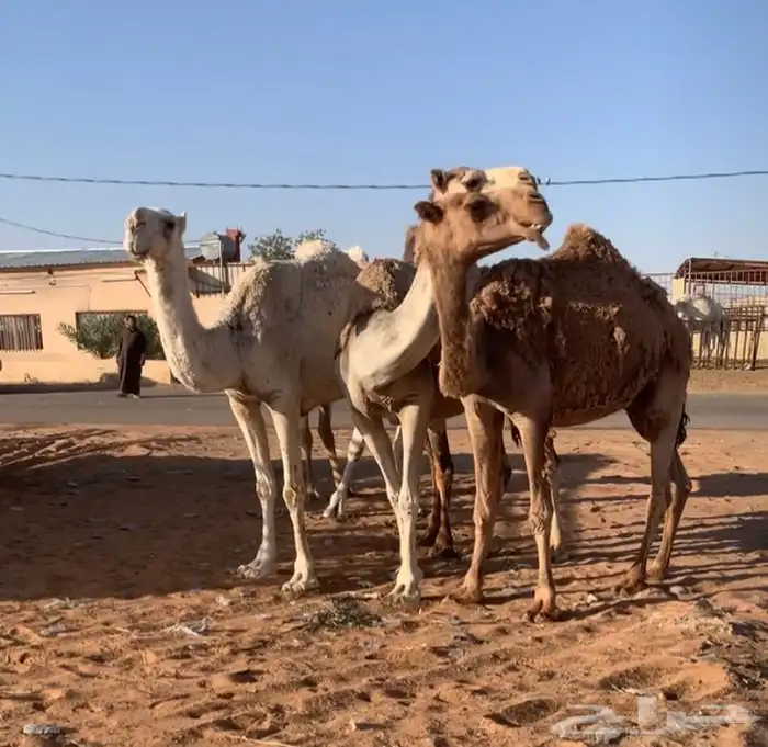 عشاير مبيوعه عياله بيع ب 4500 تم البيع 6