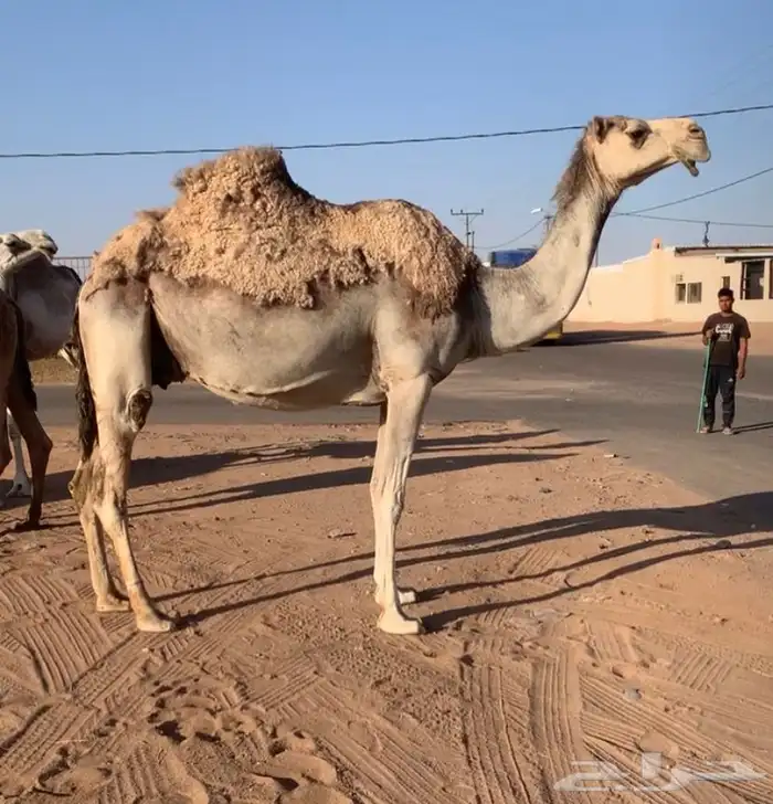 عشاير مبيوعه عياله بيع ب 4500 تم البيع 4