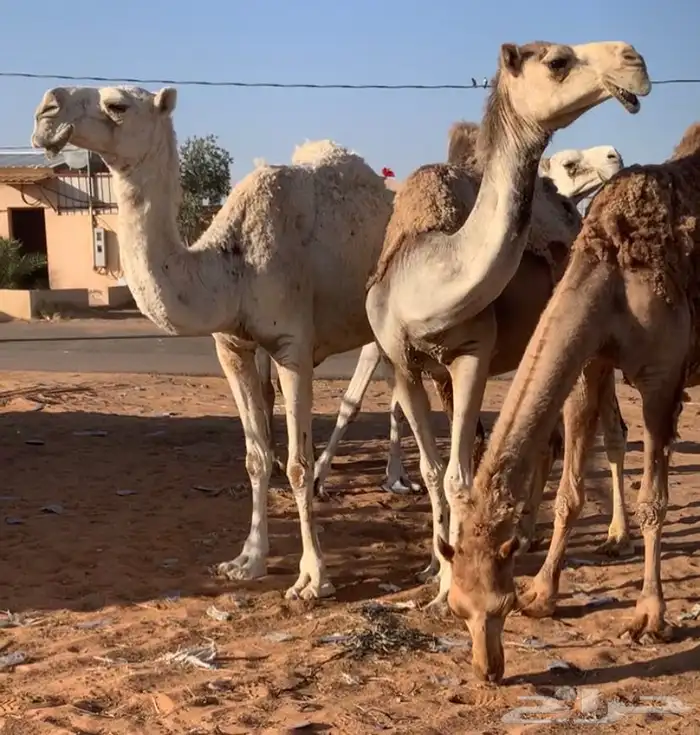 عشاير مبيوعه عياله بيع ب 4500 تم البيع 5