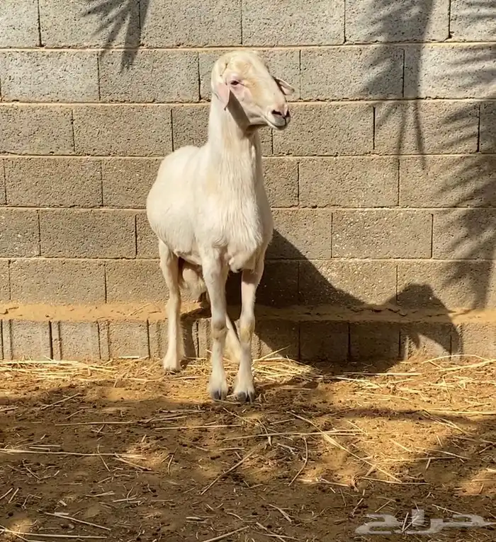 فحل ابرص جبر 1