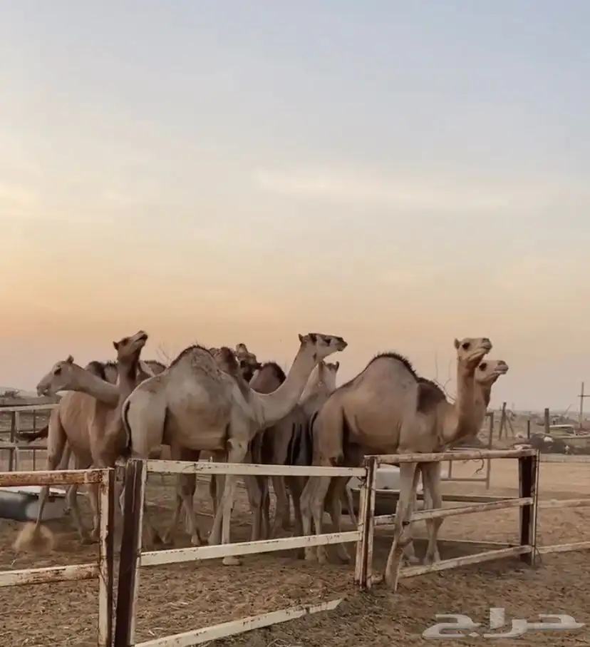 حشو قعدان سواكن مرابي 1