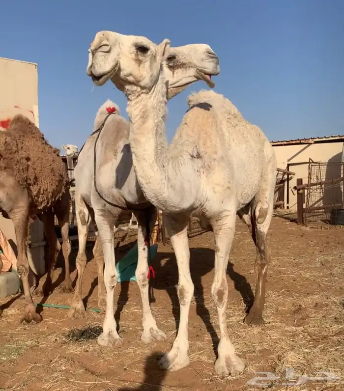عشاير مبيوعه عياله بيع ب 4500 تم البيع 11