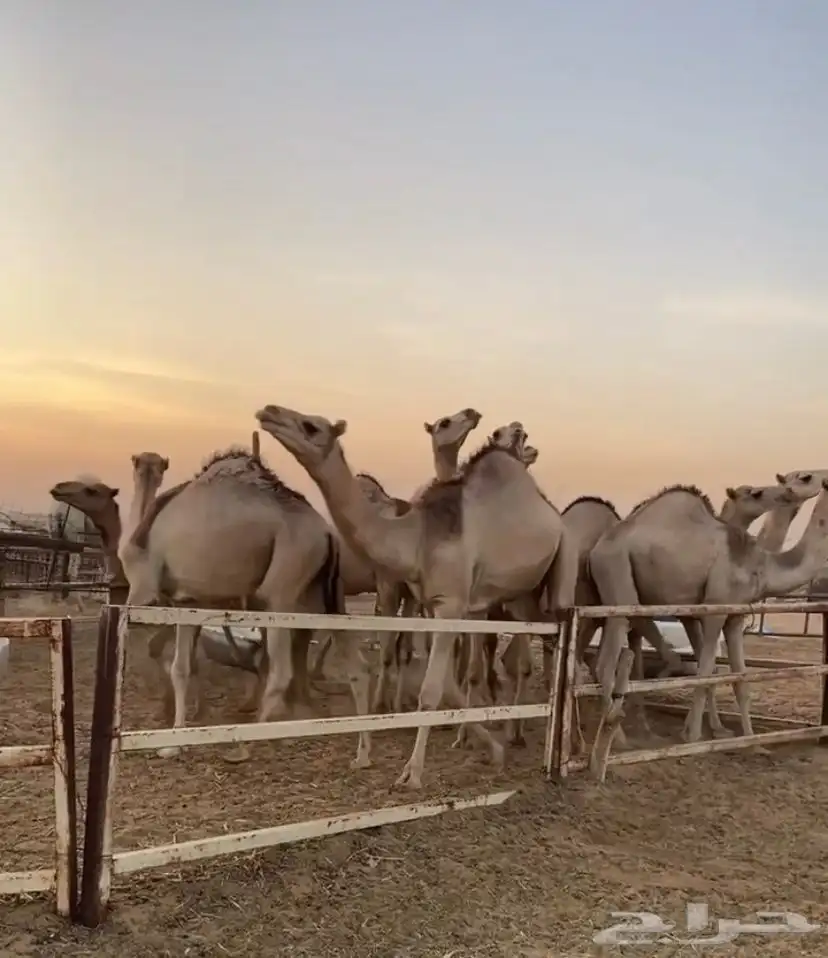 حشو قعدان سواكن مرابي 2