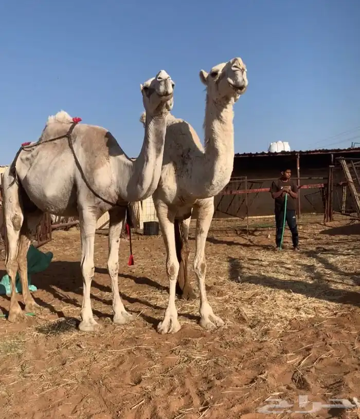 عشاير مبيوعه عياله بيع ب 4500 تم البيع 12