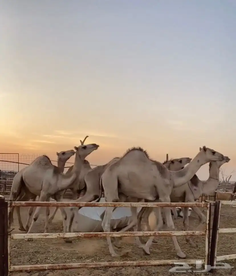 حشو قعدان سواكن مرابي 0