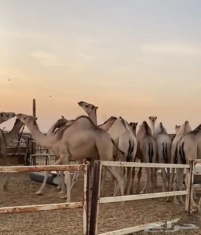 حشو قعدان سواكن مرابي 4