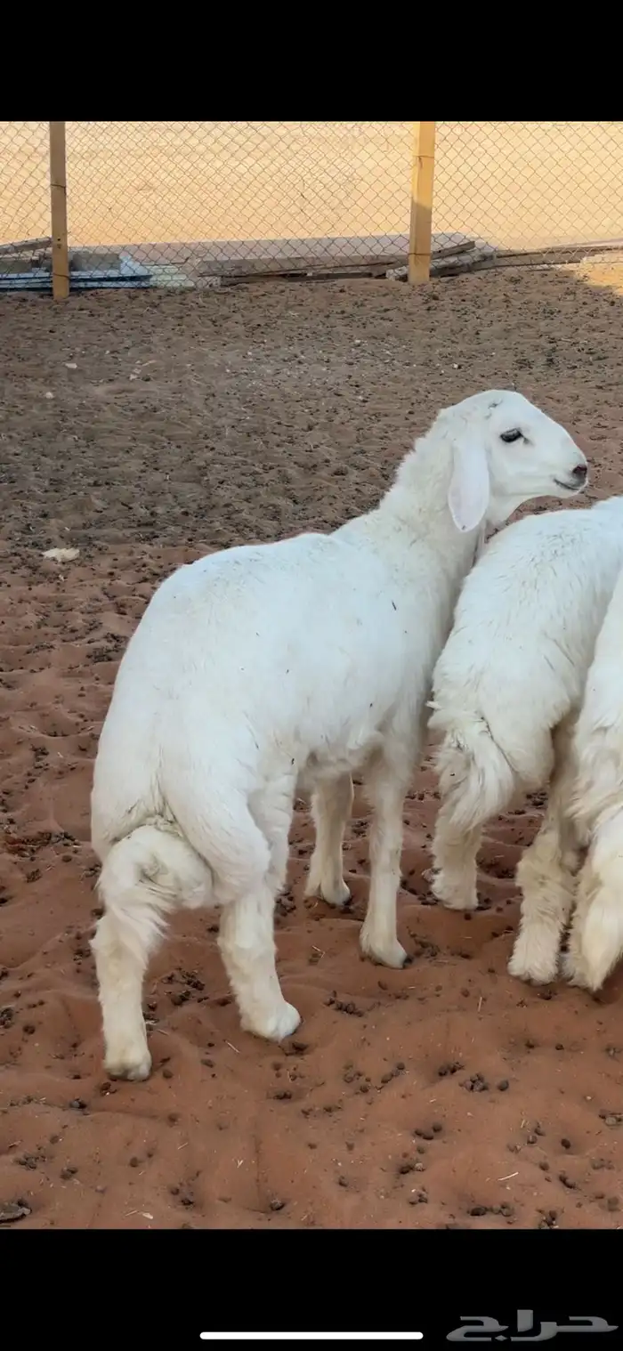 ذبائح حري ذبايح نعيمي يوجد ذبح وتوصيل 1