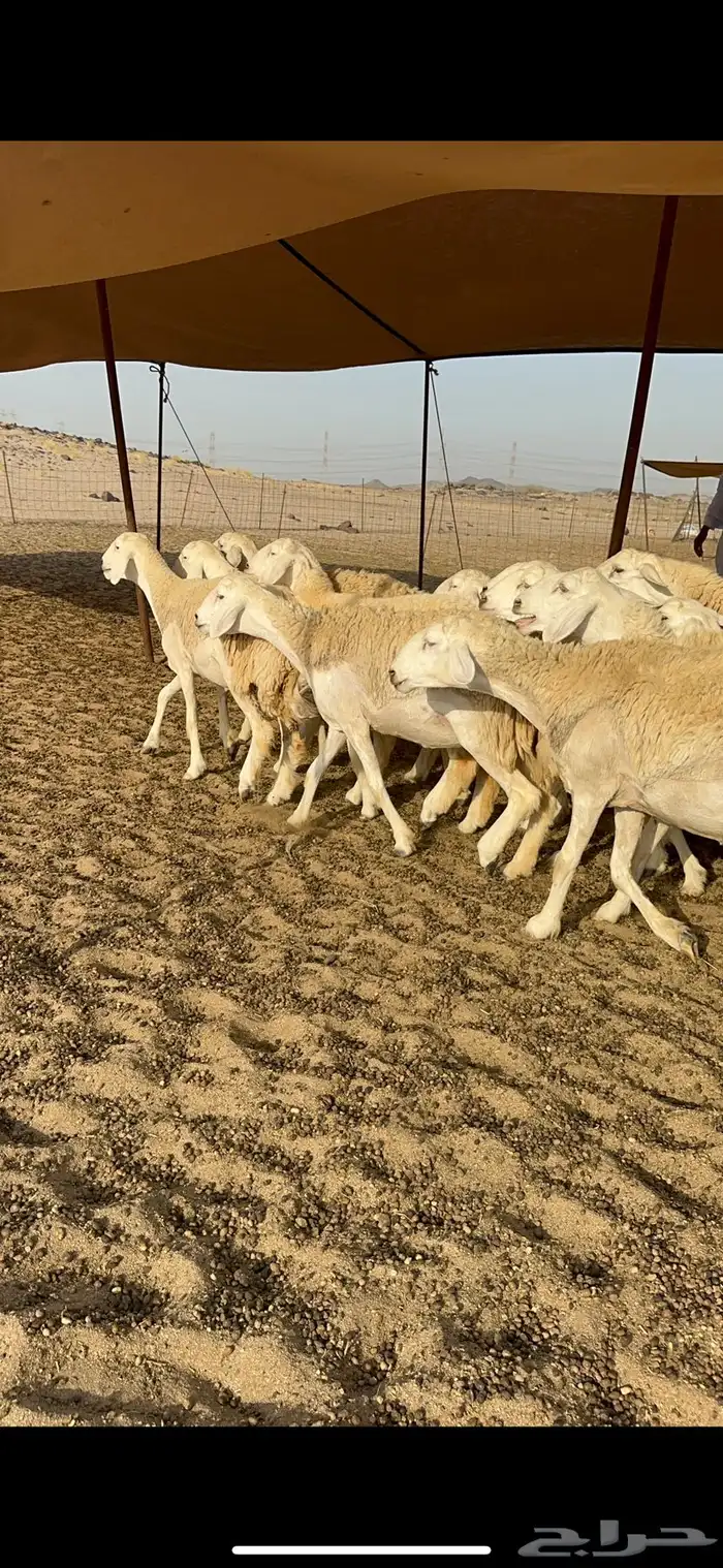 رخال حرية حرش 6