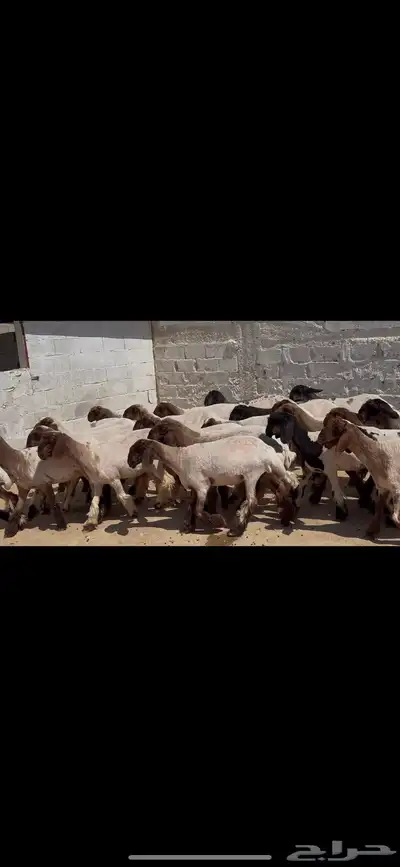 جذعات نعيم خصم الخصم . 1