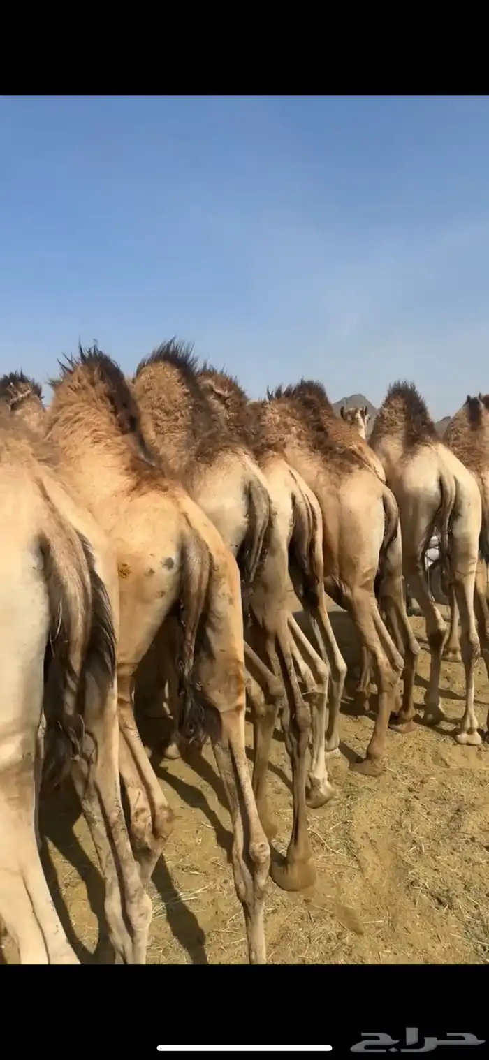 قعدان مفاريد كفو 2