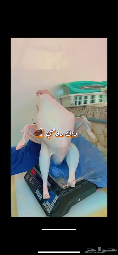 زغاليل بط وز ديك رومي دجاج لاحم 3