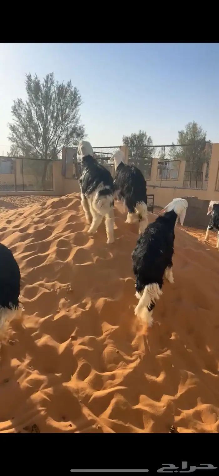 بهم (تم البيع) 4