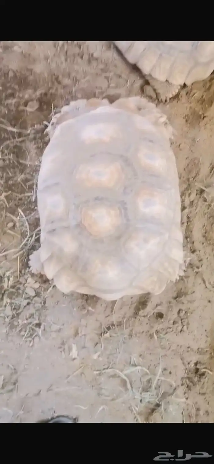 سلاحف سولكاتا عملاقه 3