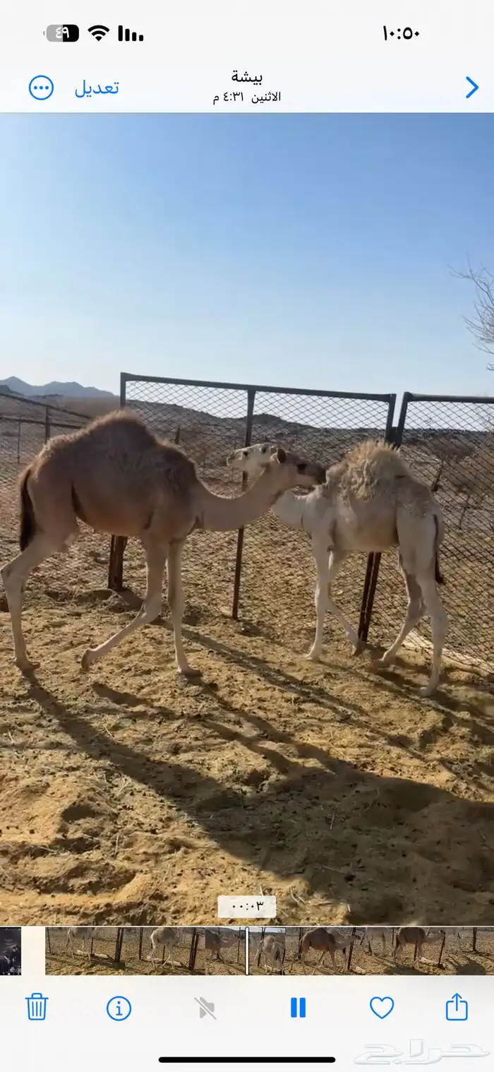 قعودين للبيع شرط 0