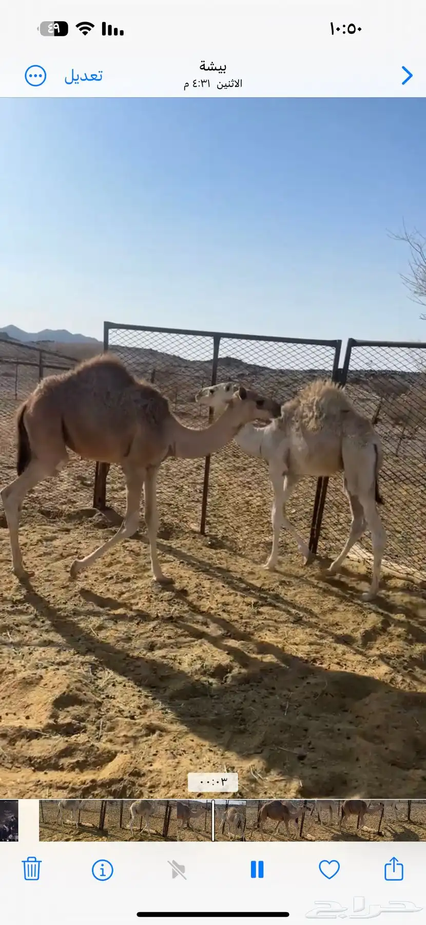 قعودين للبيع شرط 0