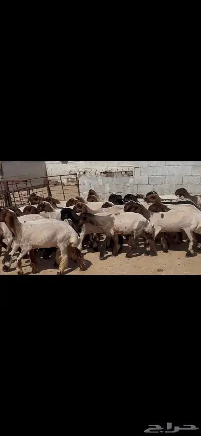 جذعات نعيم خصم الخصم . 2