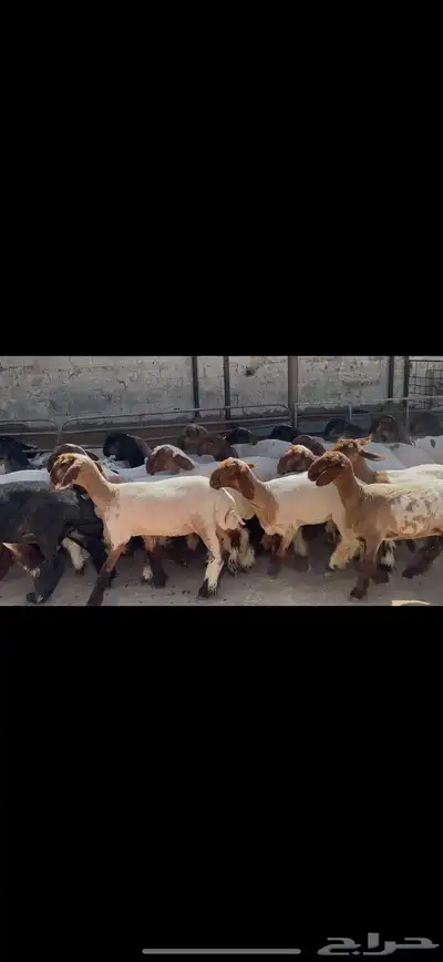 جذعات نعيم خصم الخصم . 5