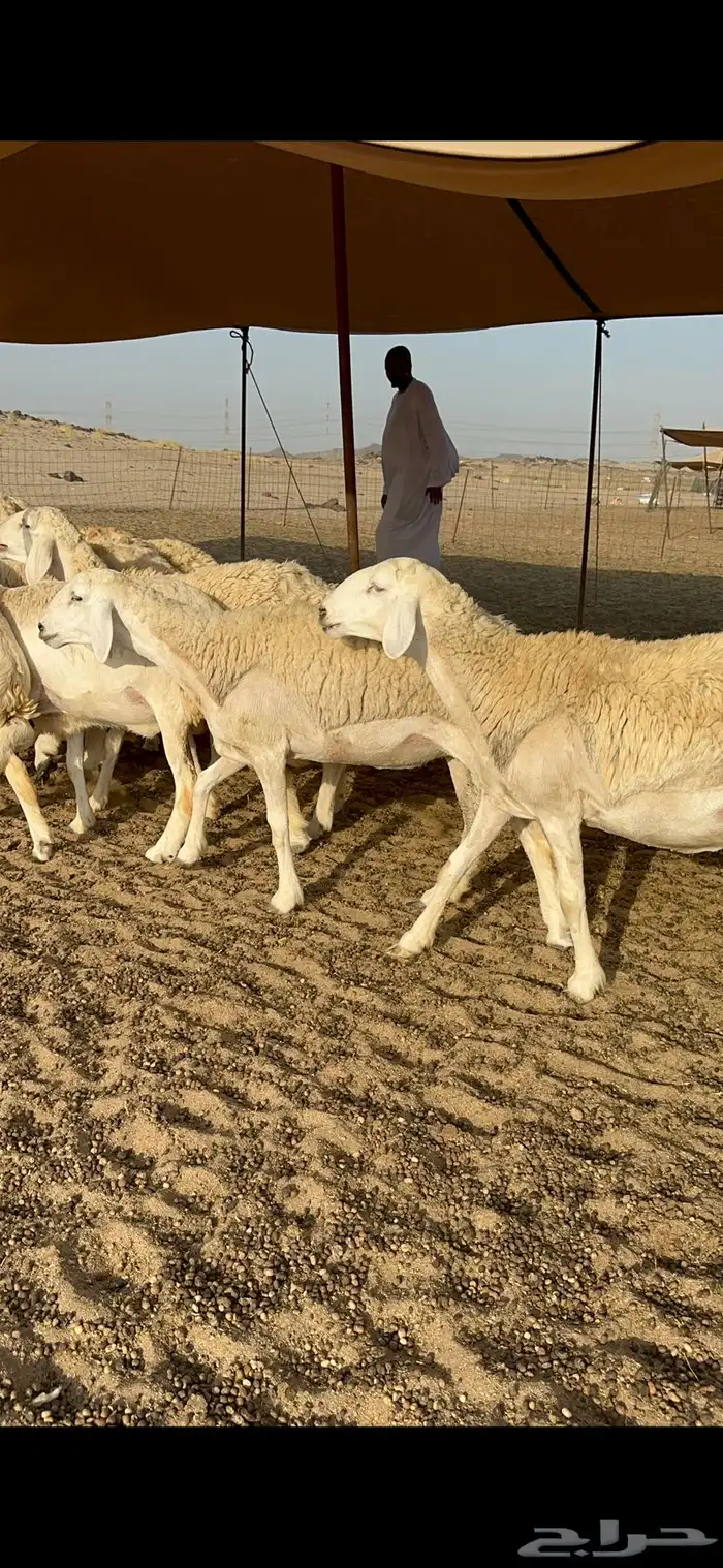 رخال حرية حرش 0