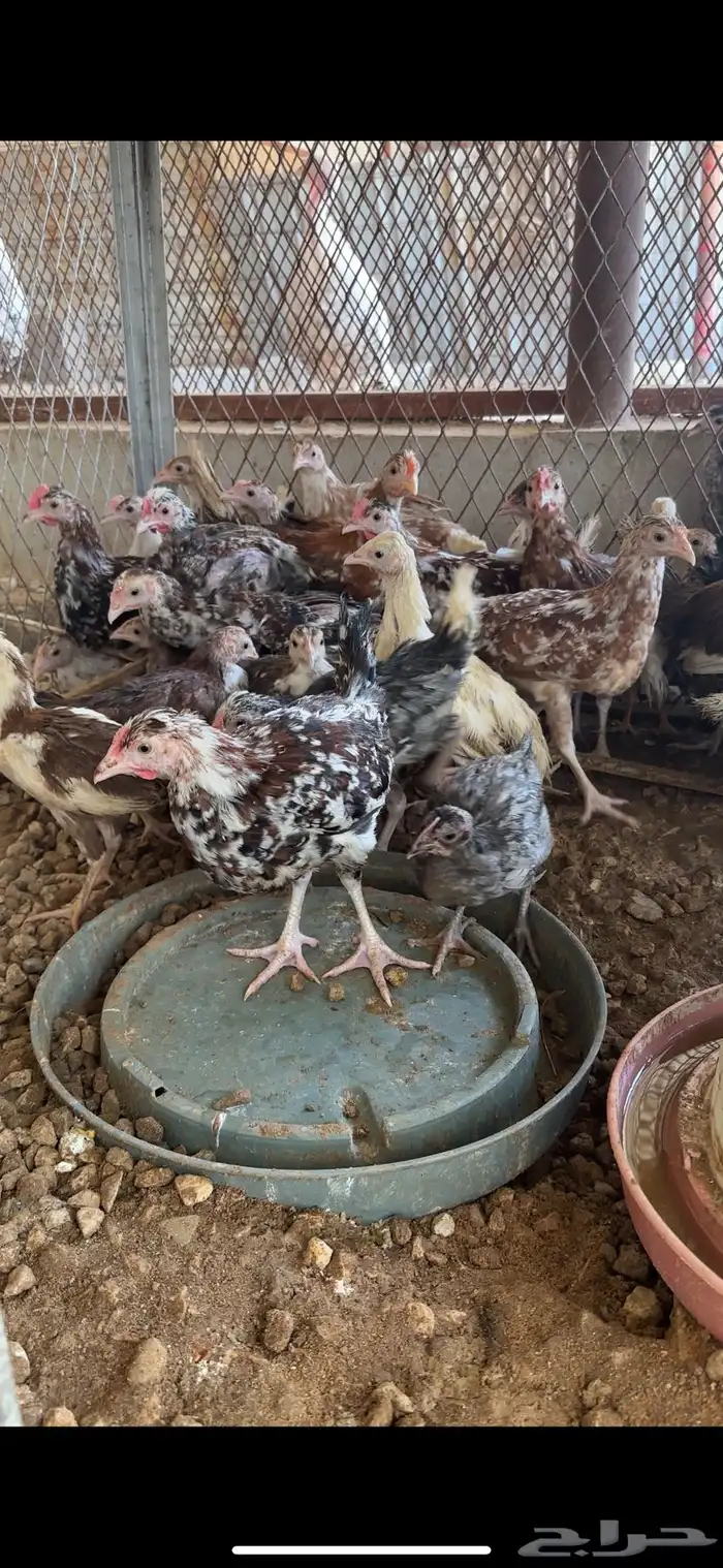 صوص عربي ماكنتوش و بوران 0