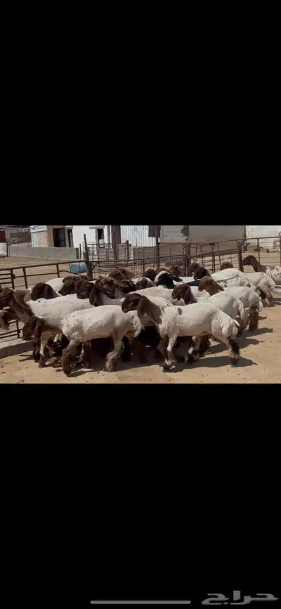 جذعات نعيم خصم الخصم . 3