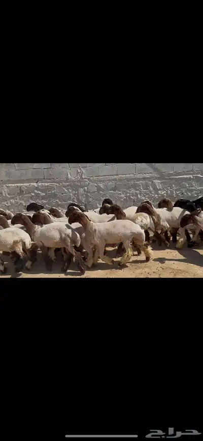 جذعات نعيم خصم الخصم . 0