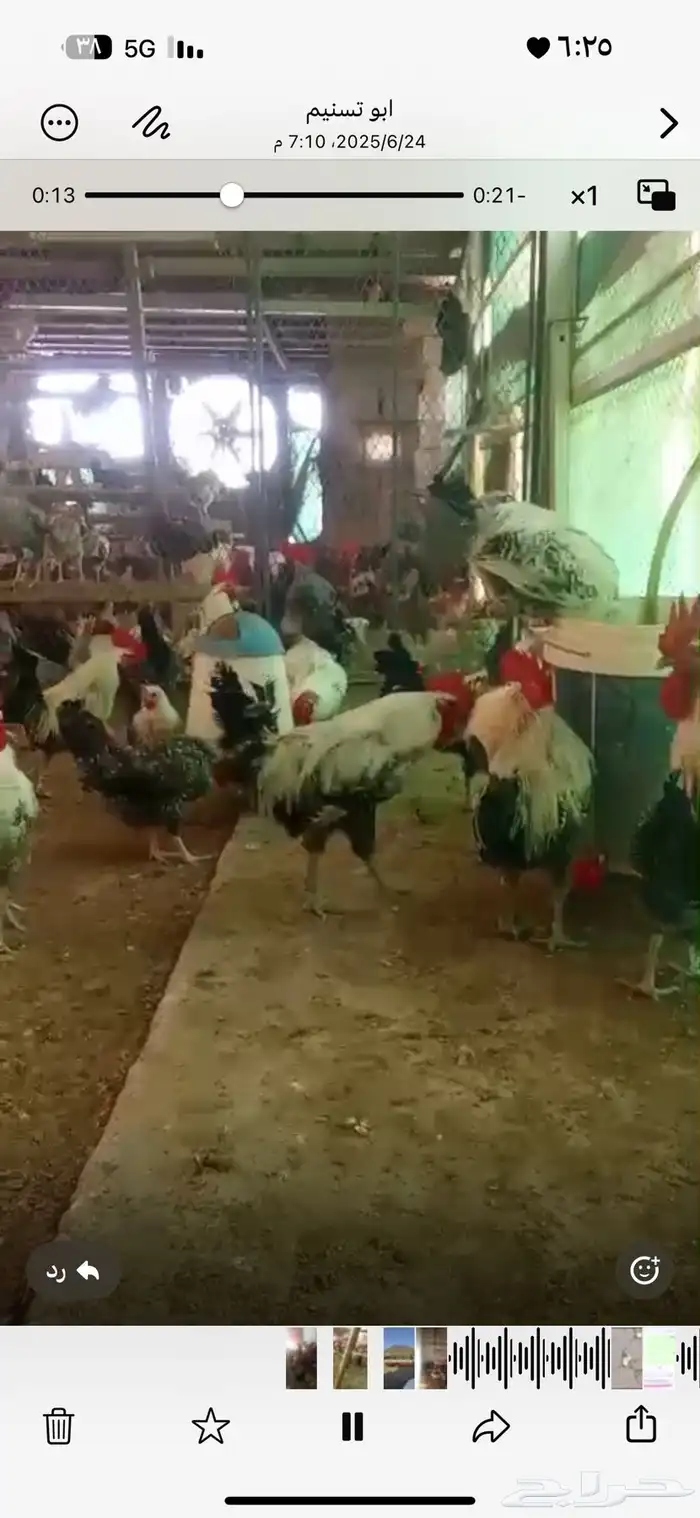 دجاج بياض ( تم البيع ) 6