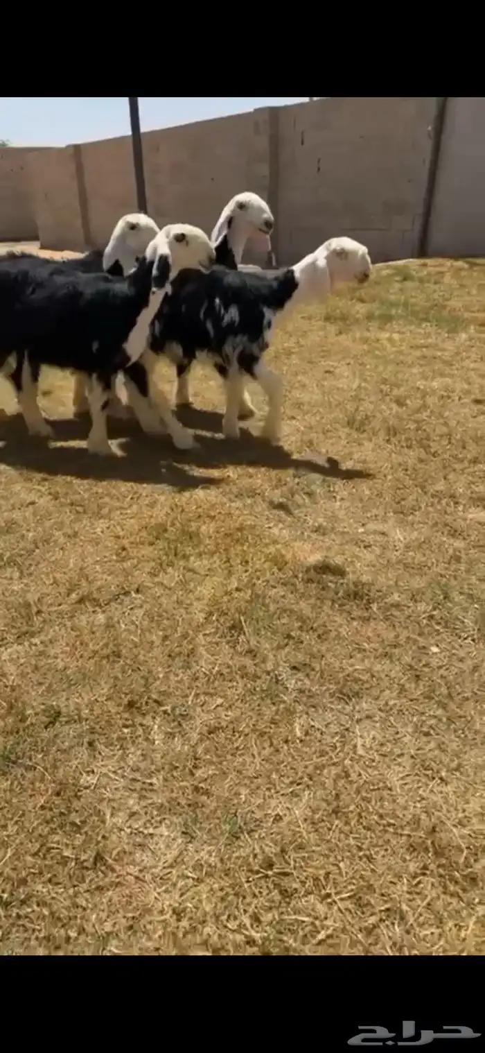 للبيع ارخال نجد بالفحل خصمم 1