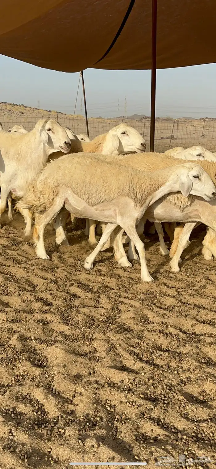 رخال حرية حرش 8