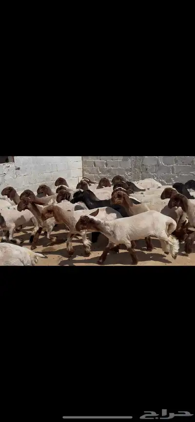 جذعات نعيم خصم الخصم . 6