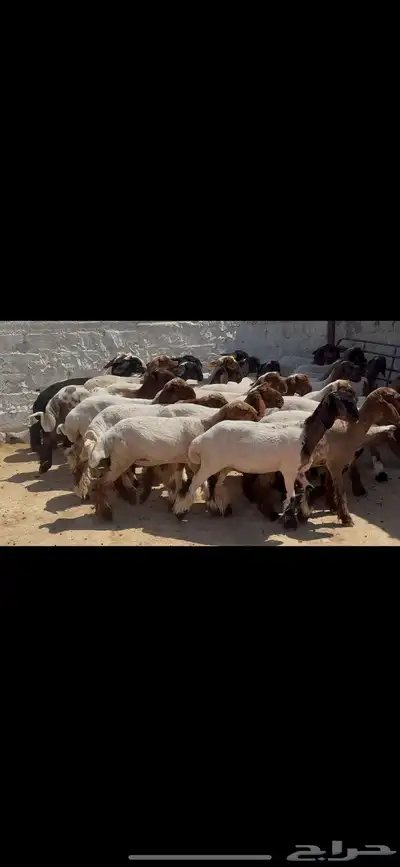 جذعات نعيم خصم الخصم . 10