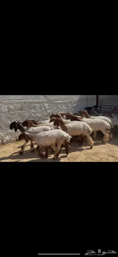 جذعات نعيم خصم الخصم . 7