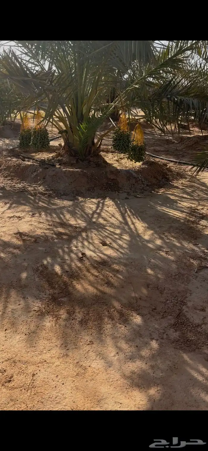 محصول نخل للبيع أخلاص 1