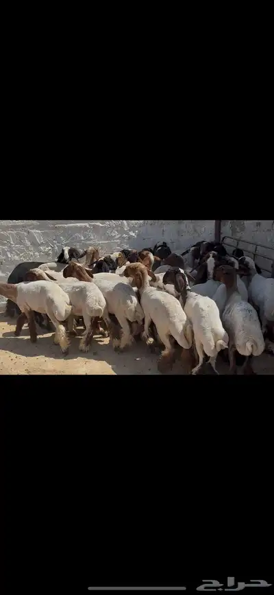 جذعات نعيم خصم الخصم . 11