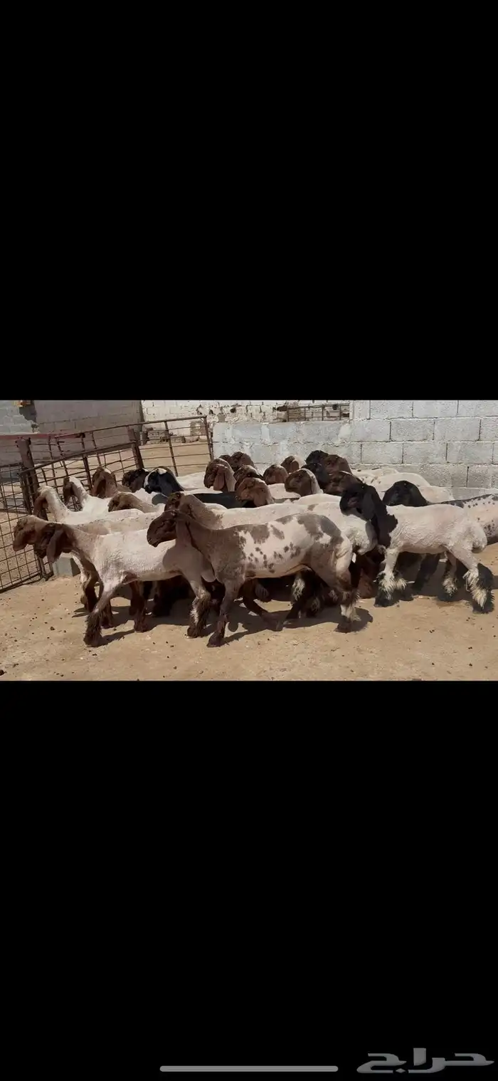 جذعات نعيم خصم الخصم . 8