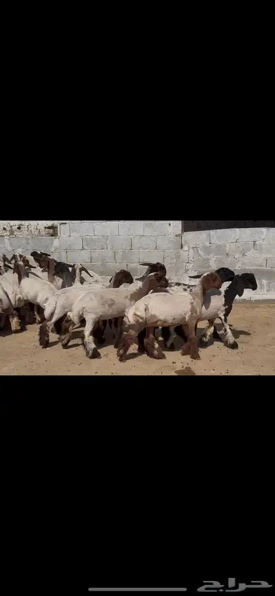 جذعات نعيم خصم الخصم . 9