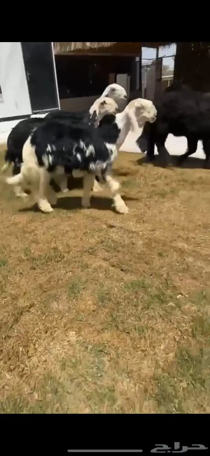 للبيع ارخال نجد بالفحل خصمم 0